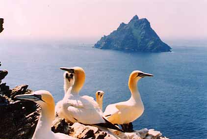 birds.jpg